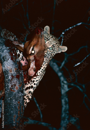 leopard on a tree with impala kill