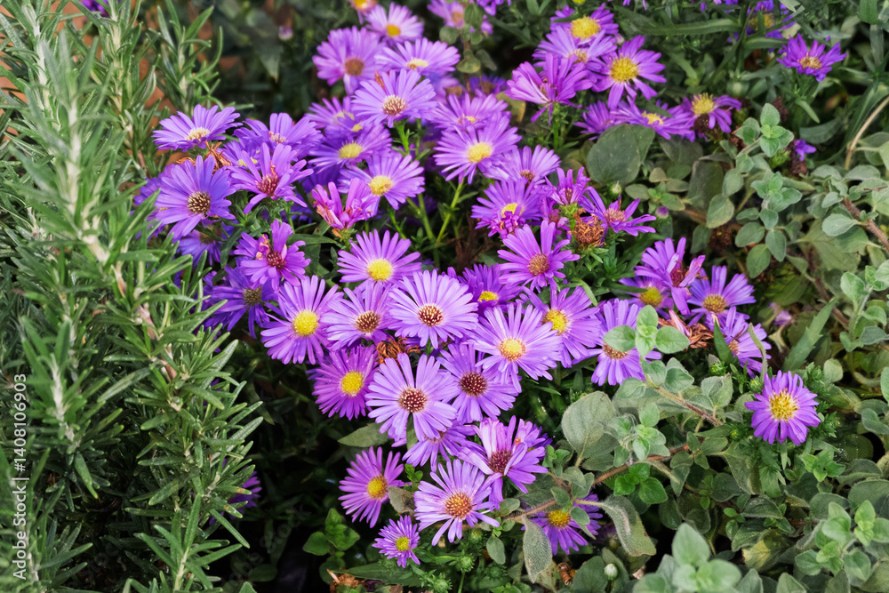 Obraz premium Vibrant Purple Flowers and Rosemary in a Garden Bed