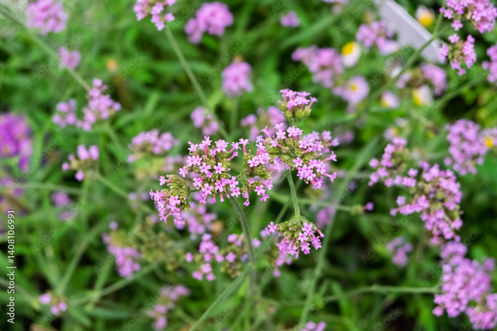 Close-up of vibrant purple verbena flowers in a garden setting. Close-up of vibrant purple verbena flowers in a garden setting.