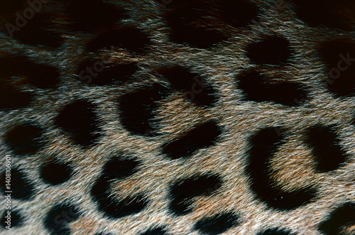 leopard fur texture