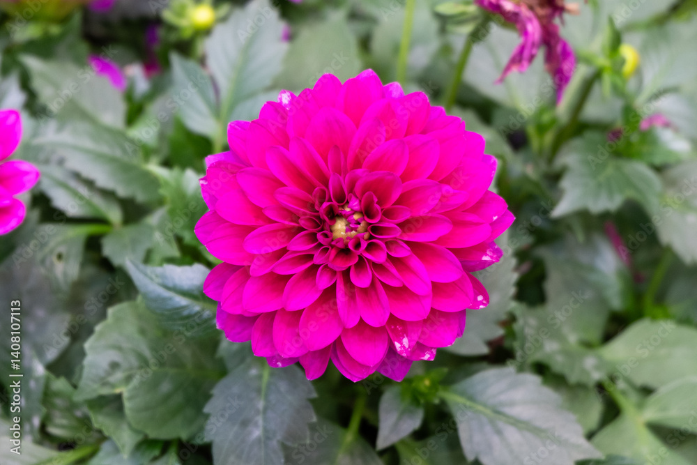 Close-up of a vibrant magenta dahlia flower. Close-up of a vibrant magenta dahlia flower.