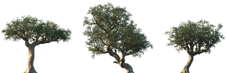 Set of Commiphora myrrha (called myrrh, African myrrh, herabol myrrh, Somali myrrhor, common myrrh) frontal street trees isolated png on a transparent background perfectly cutout