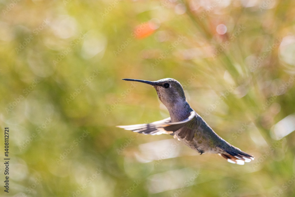 Fototapeta premium Close-Up Hummingbird in flight