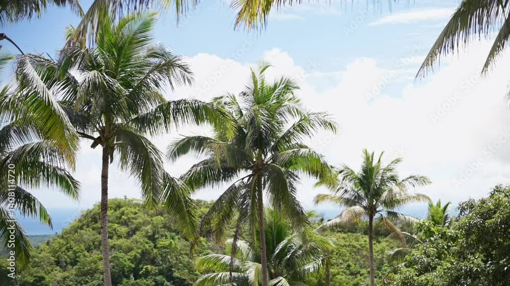 Scenic view of lush green palm trees under bright sky on Bohol Island in Philippines, green palm trees tropical landscape with dense vegetation distant mountain horizon on sunny day green palm trees Scenic view of lush green palm trees under bright sky on Bohol Island in Philippines, green palm trees tropical landscape with dense vegetation distant mountain horizon on sunny day green palm trees