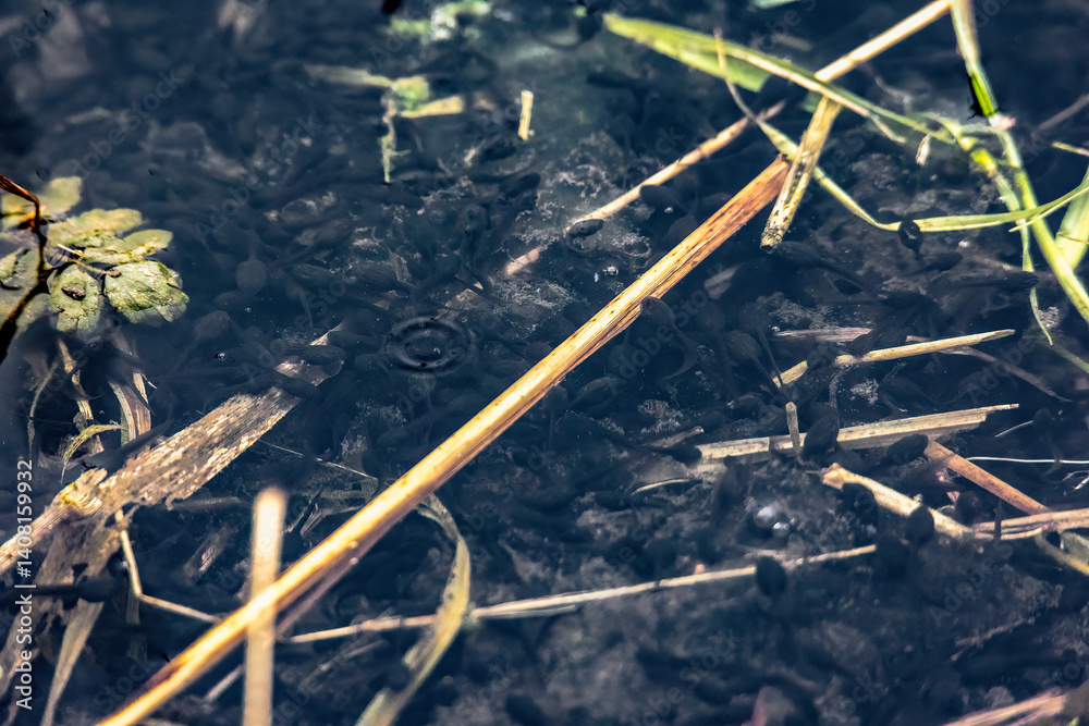 Tadpoles in shallow pond water among aquatic plants and decaying vegetation