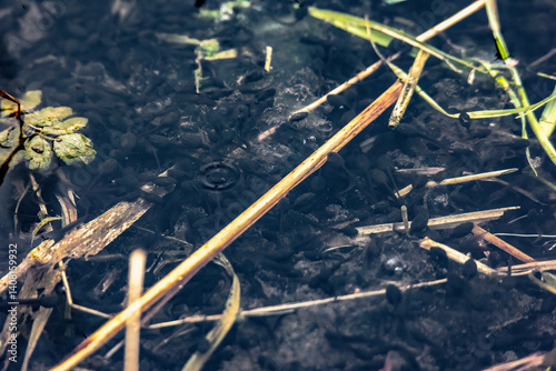 Obraz na płótnie Tadpoles in shallow pond water among aquatic plants and decaying vegetation w salonie