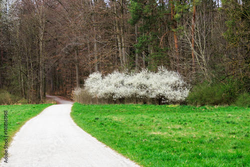 Blackthorn hedge in full bloom in front of mixed forest edge in spring..