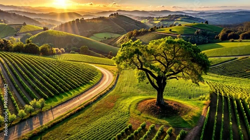 Golden Hour Sunlight Over Lush Rolling Hills Vineyard with Majestic Tree