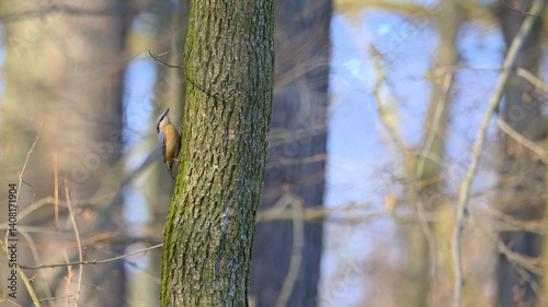 Fototapeta Naklejka Na Ścianę i Meble -  kowalik
