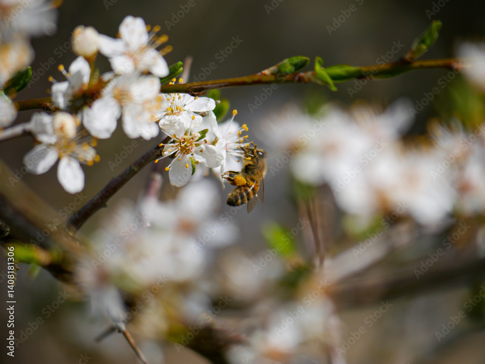 A honey bee with beautiful spring blossoms in early spring. White blooms on a fruit tree. Pollen and pollinators. Close-up insect photography. A honey bee with beautiful spring blossoms in early spring. White blooms on a fruit tree. Pollen and pollinators. Close-up insect photography.