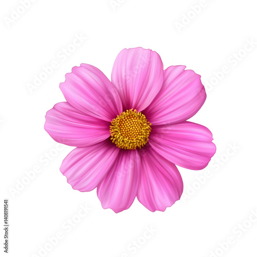 Vibrant Pink Cosmos Flower Blossom, Close-Up Studio Shot