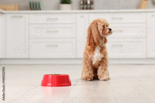 Feeding bowl with dry pet food and cute dog on floor at home