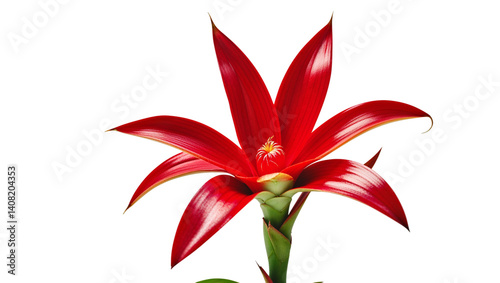 Close Up Of A Vibrant Red Guzmania Bromeliad Flower Isolated On White