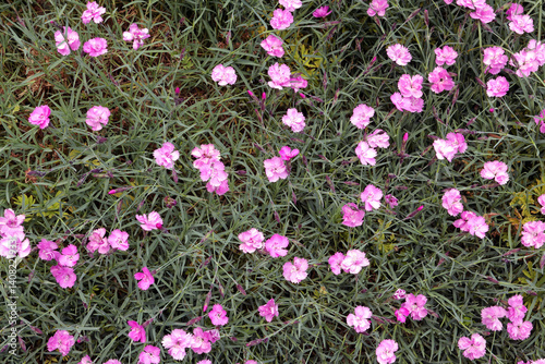 Flowering alpine carnation (Dianthus alpinus)
