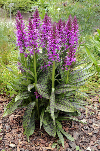 Dactylorhíza urvilleana