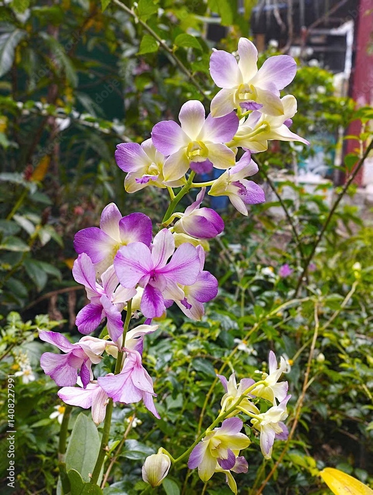 Beautiful orchids blooming with purple and white petals in a lush garden Beautiful orchids blooming with purple and white petals in a lush garden