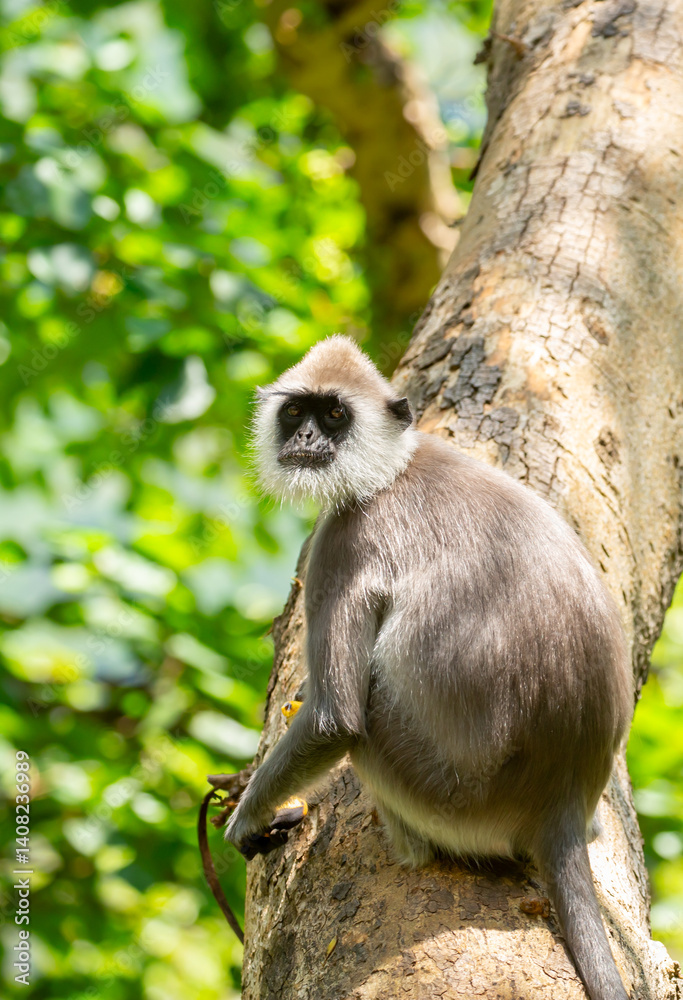 Obraz premium Gray hanuman langurs on a tree. Monkeys in the wild in the jungles of Sri Lanka. Troop of monkeys on trees. Wildlife scene with wild animals.