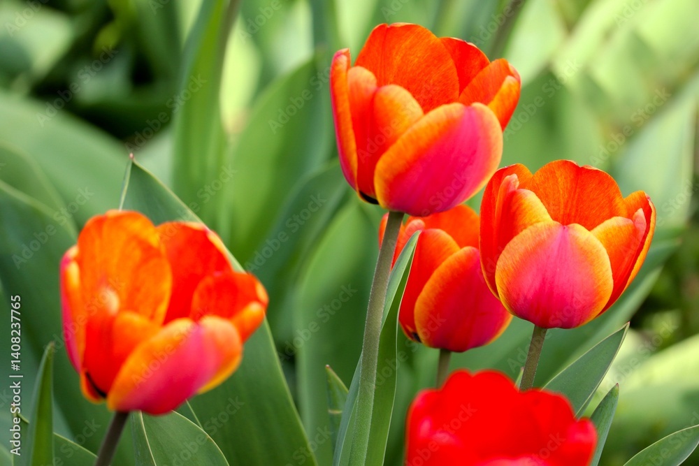 Fototapeta premium Tulpen in rot und gelb