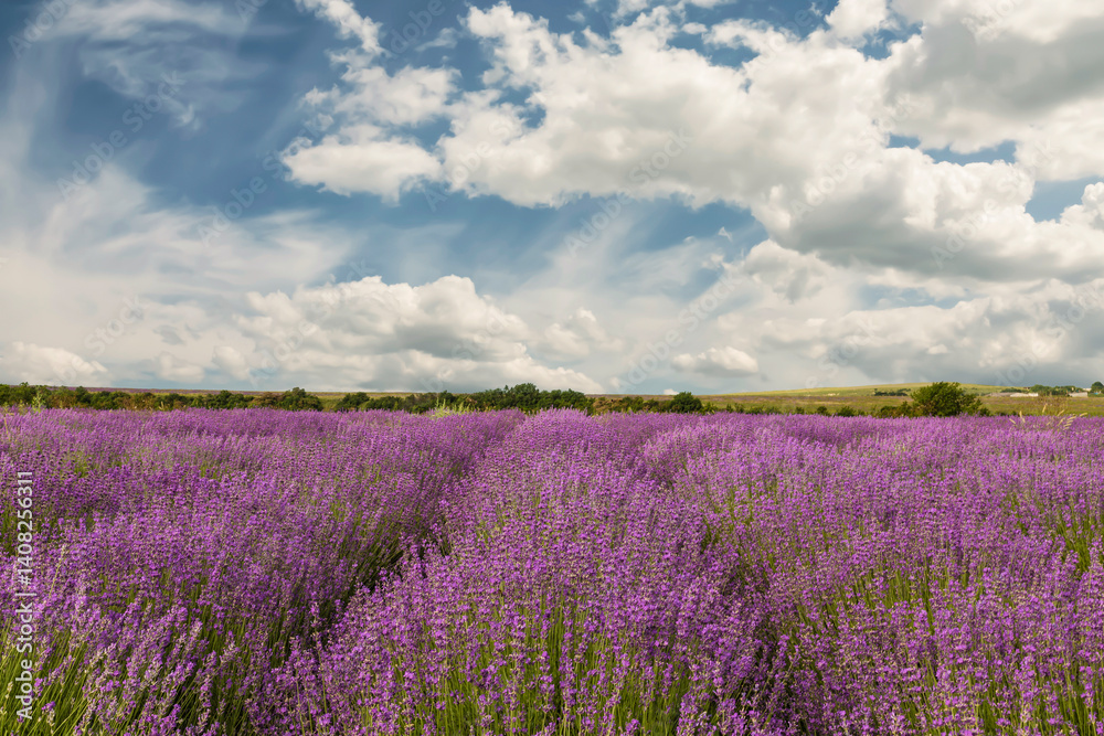 picturesque lavender fields on a sunny summer day