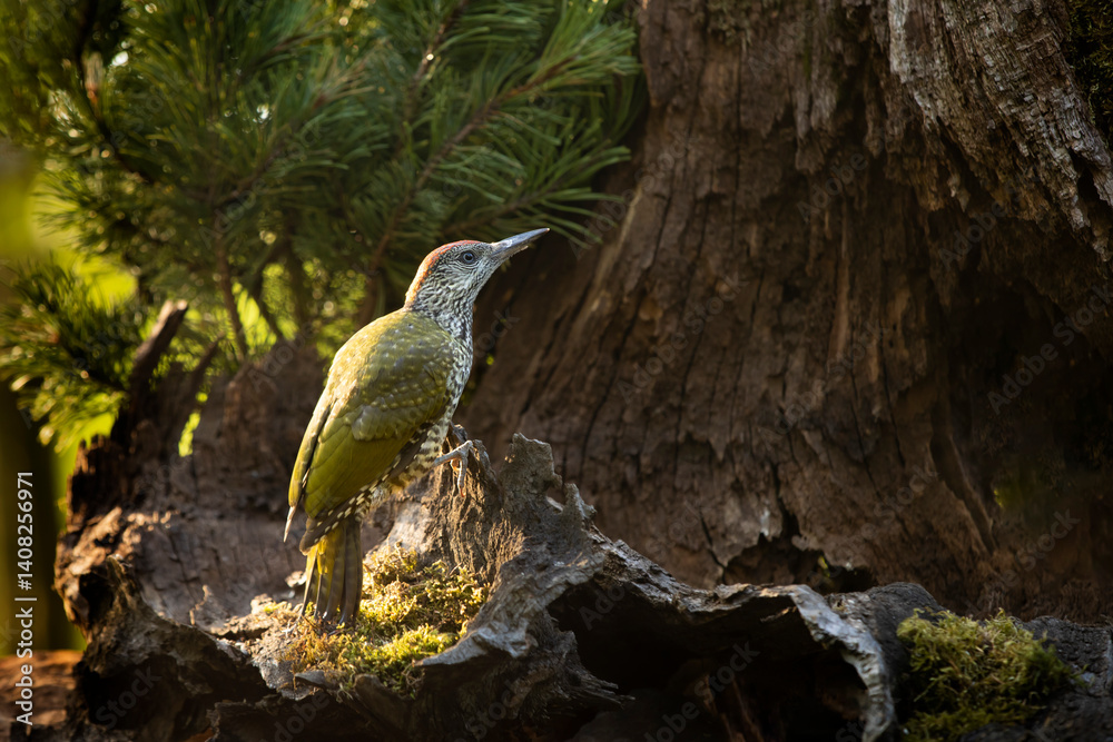 Nice bird Green Woodpecker, Picus viridis, sitting on the tree trunk with nice forest backgound, bird in the nature habitat, Czech republic