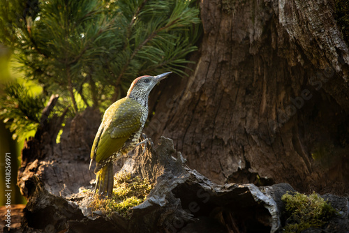 Obraz na płótnie Nice bird Green Woodpecker, Picus viridis, sitting on the tree trunk with nice forest backgound, bird in the nature habitat, Czech republic w salonie