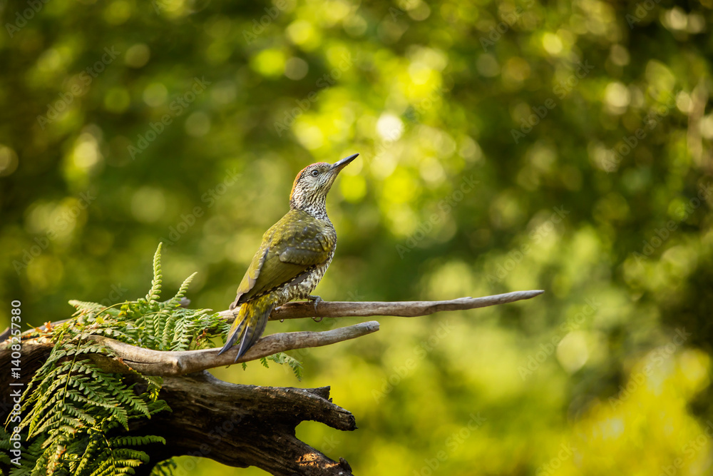 Nice bird Green Woodpecker, Picus viridis, sitting on the tree trunk with nice forest backgound, bird in the nature habitat, Czech republic