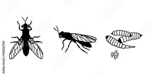 
Black soldier fly in top view, side view, and life cycle stages with larvae and eggs. Black silhouette vector illustration isolated on white background. Adobe Illustrator Artwork