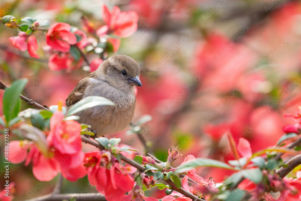 Female House Sparrow (Passer domesticus) Perched Among Delicate Sakura Blossoms. A songbird in the wild. Close up