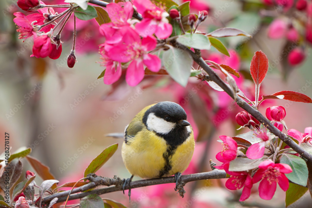 Fototapeta premium Great Tit Parus major Perched in Blossoming tree Branches. Close up