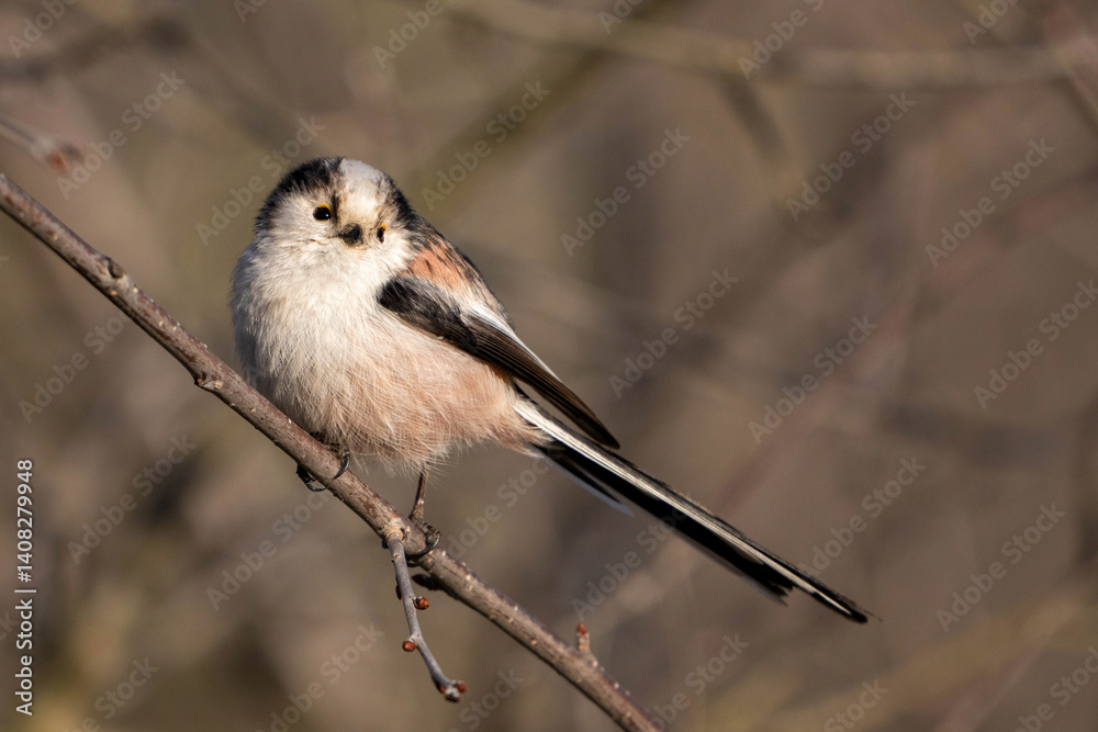 Obraz premium Long tailed tit in natural habitat aegithalos caudatus