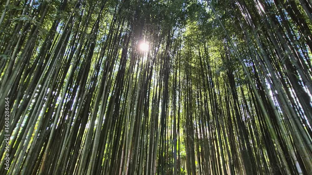 Sunlight streaming through bamboo thickets in a grove Sunlight streaming through bamboo thickets in a grove