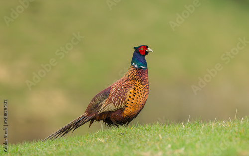 Pheasant, Scientific name: Phasianus colchicus, colourful male cockbird in early Springtime,  facing right in natural agricultural habitat.  Yorkshire Dales, UK.  Horizontal.  Copy space