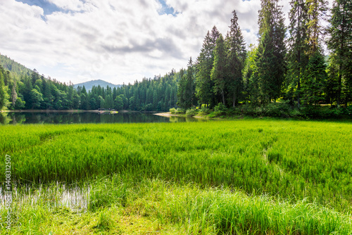 Obraz na płótnie landscape by the lake synevyr on a cloudy forenoon. panoramic scenery in dappled lighgt. coniferous trees near the lake shore and forested carpathian mountain reflecting in the water w salonie
