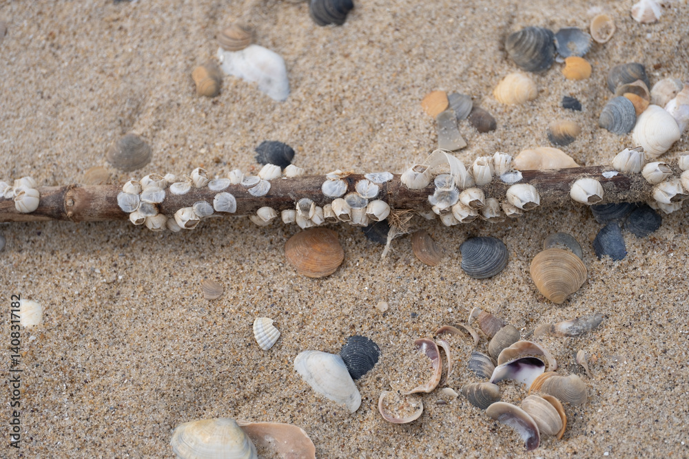 Close-up of a weathered driftwood stick covered in small barnacles, lying on sandy beach with various seashells. Close-up of a weathered driftwood stick covered in small barnacles, lying on sandy beach with various seashells.