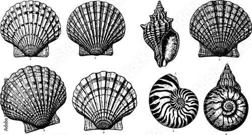 Black and white silhouette illustration of various seashells and a starfish.
