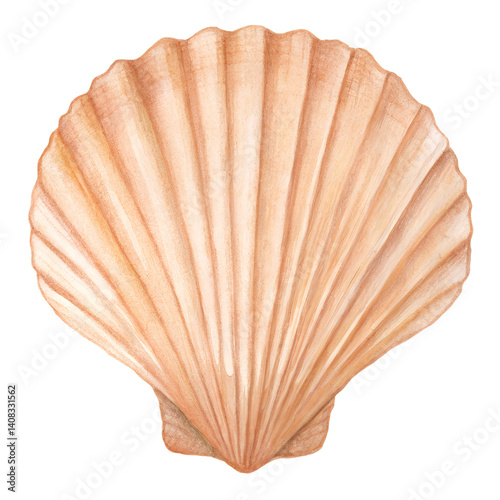 Watercolor illustration of a scallop shell on a transparent background.