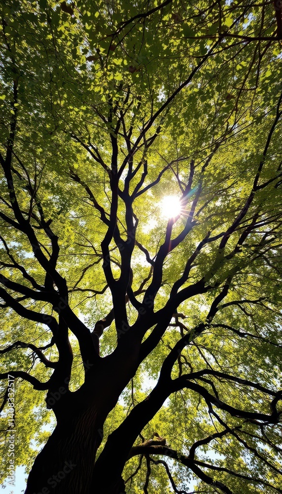 Sunlight dappled leaves on majestic tree branches reaching skyward, creating a natural arch, high resolution, overhead, peaceful Sunlight dappled leaves on majestic tree branches reaching skyward, creating a natural arch, high resolution, overhead, peaceful