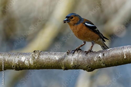 Eurasian chaffinch sat on a tree branch feeding