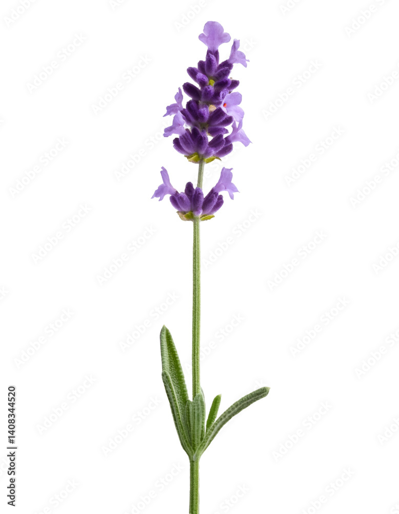 Lavender flower with stem and leaves growing on transparent background Lavender flower with stem and leaves growing on transparent background