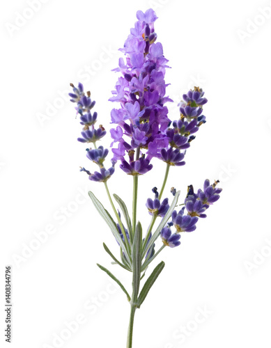 Obraz na płótnie Beautiful sprig of lavender flowers growing on transparent background, ready to be used in your projects w salonie
