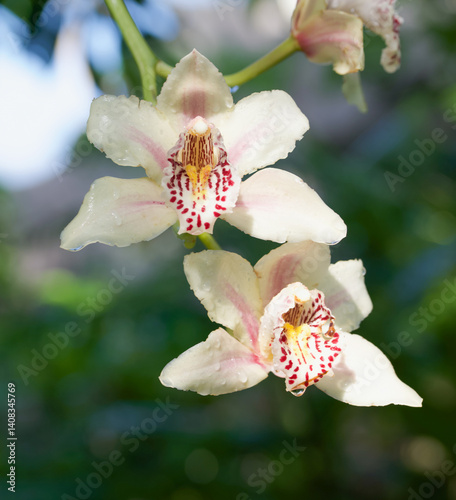 Beautiful close-up of cymbidium flowers