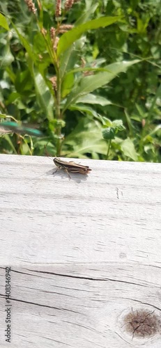 Cricket sunbathing, in the middle of nature