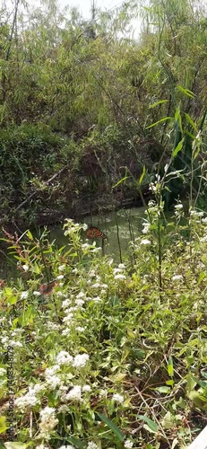 Beautiful Monarch Butterfly in the wild