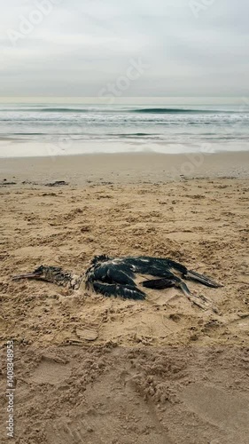 Wallpaper Mural A dead cormorant bird on a sandy seashore. Vertical video. Torontodigital.ca
