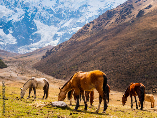 Gorgeous horses grazing the grass at the base camp of trail leading to Humantay lake, Cusco region, Peru
