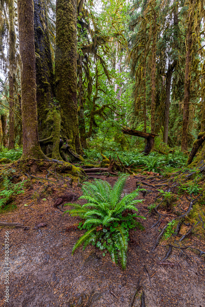 Hoh Rain Forest in the Olympic National Park, WA
