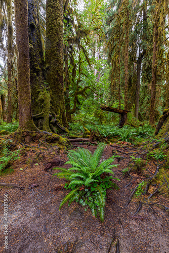 Hoh Rain Forest in the Olympic National Park, WA
