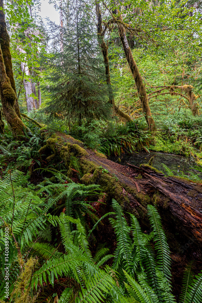 Hoh Rain Forest in the Olympic National Park, WA