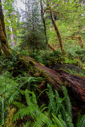 Obraz na płótnie Hoh Rain Forest in the Olympic National Park, WA w salonie