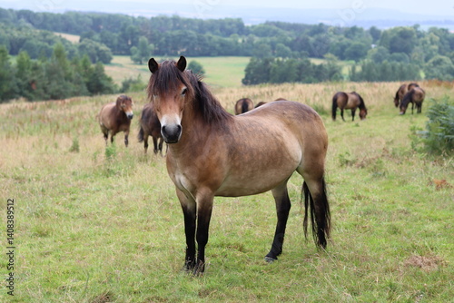 Wallpaper Mural Large group of wild Exmoor ponies in a meadow Torontodigital.ca